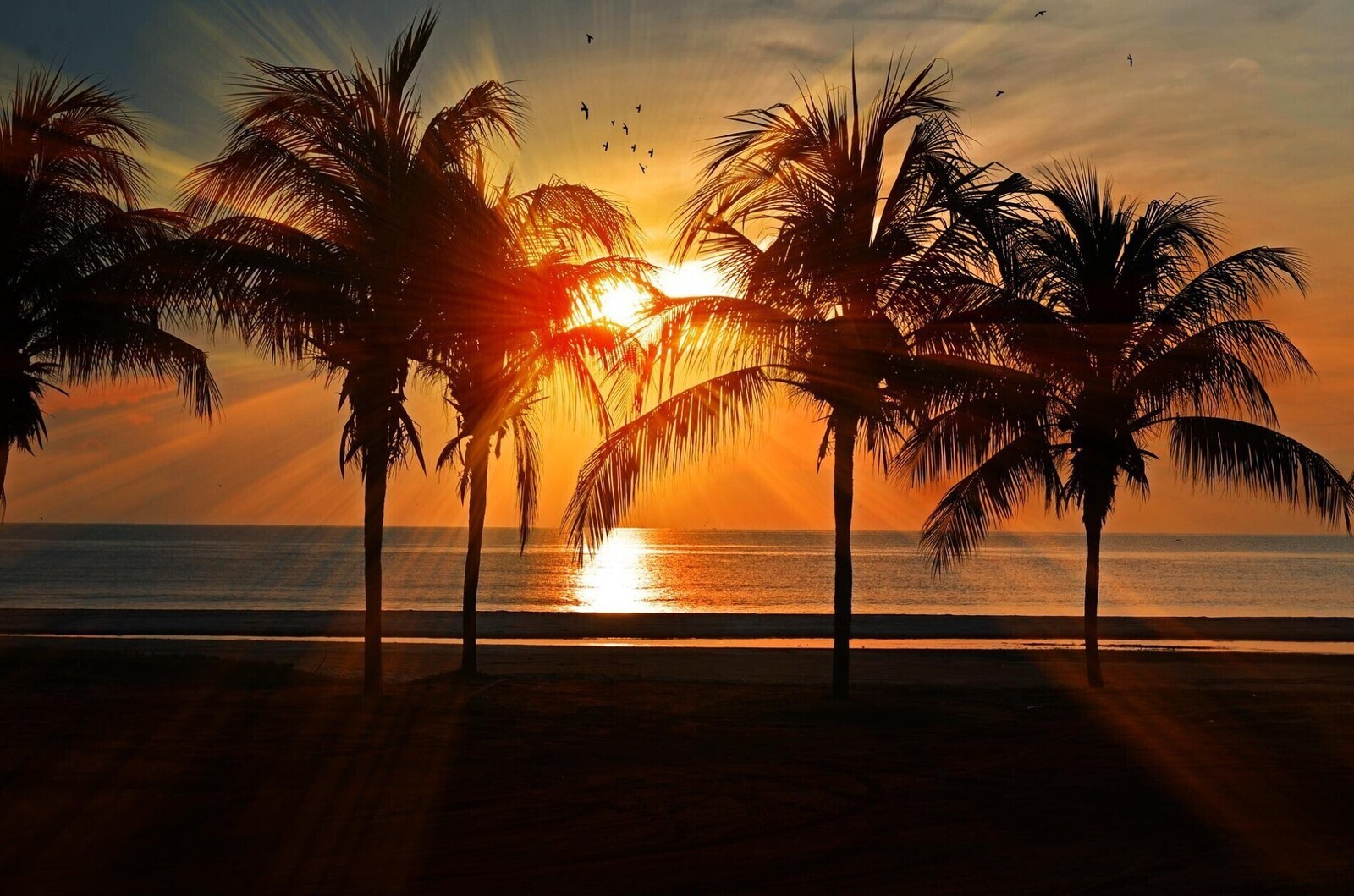 SUN FOR JOY!